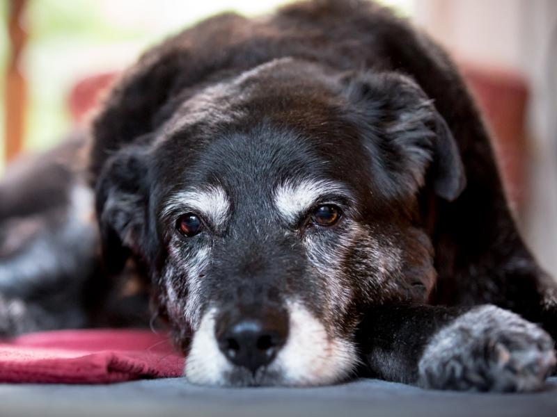 Alte Hunde Wann werden Vierbeiner zu Senioren?