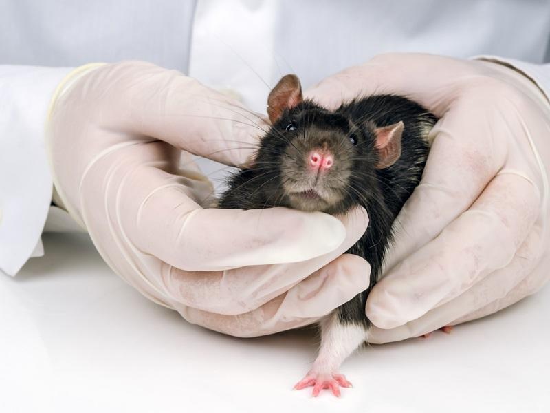 Krebs Bei Ratten Tumore Erkennen
