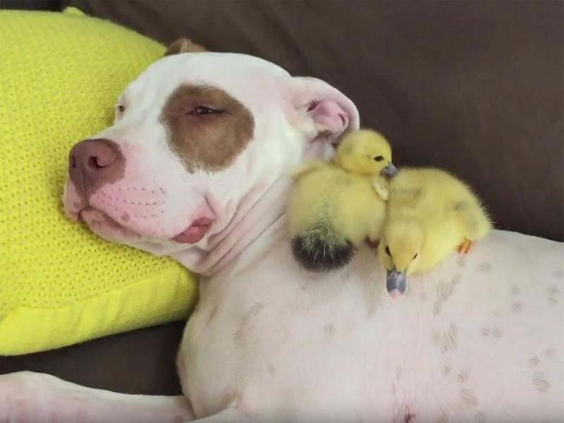 Hund Patty Cakes kuschelt mit Entenküken auf dem Sofa