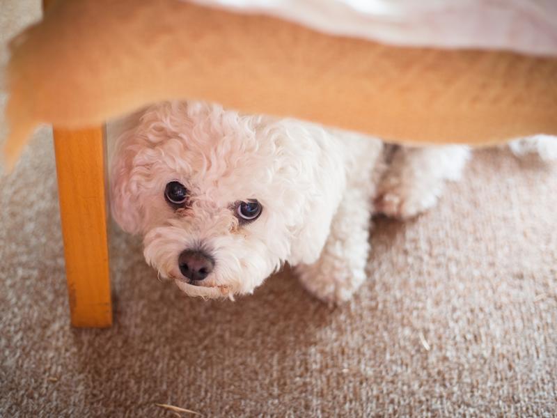Verhaltensauffalligkeiten Beim Hund Probleme Erkennen