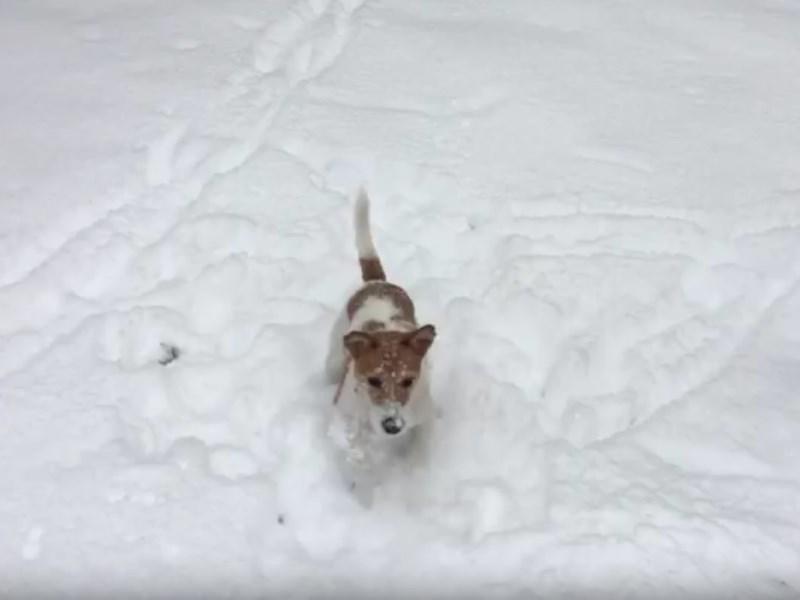 Uiii! Schnee! Süßer Hund freut sich über Winterwetter