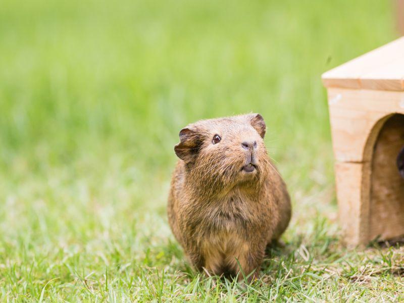 Außenhaltung von Meerschweinchen Was tun im Winter?