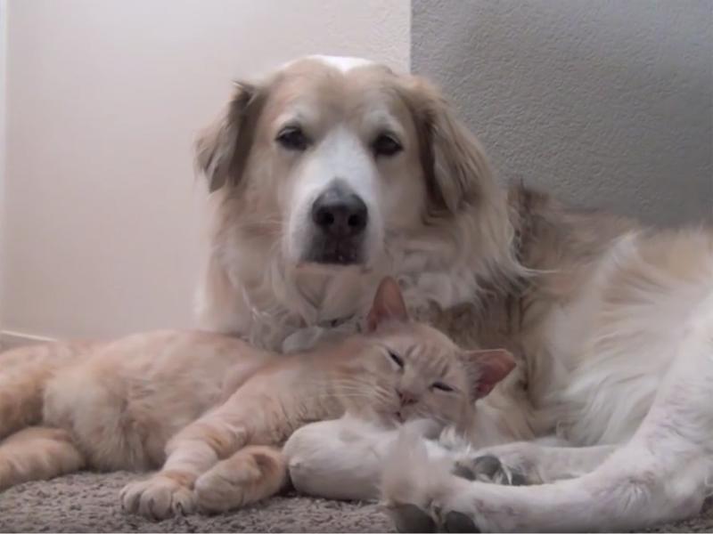 Findelkater erholt sich von ZahnOP und schmust mit Hund