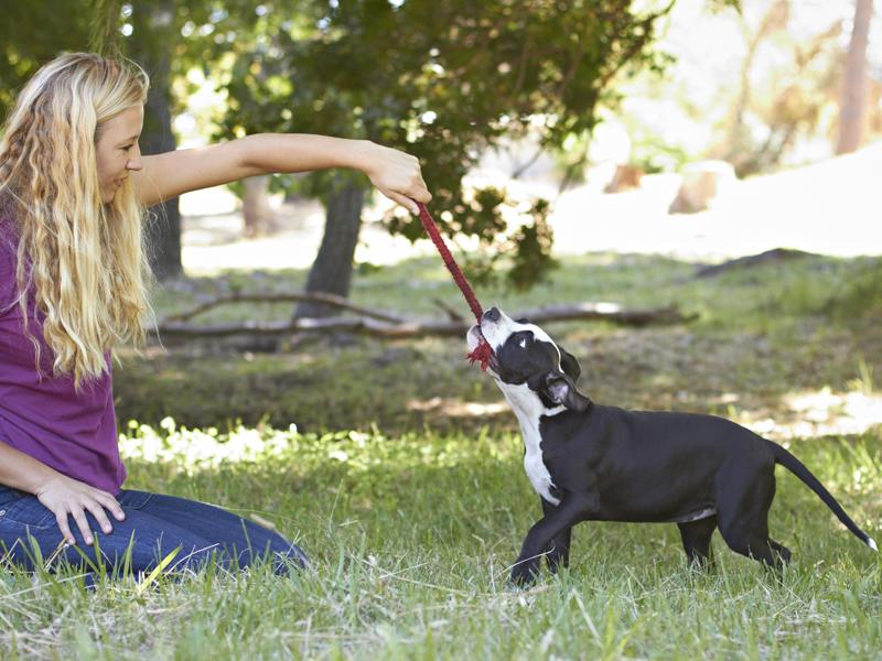 Tauziehen und Zerrspiele mit dem Hund richtig spielen
