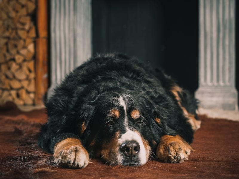 Berner Sennenhund Gesundheit Und Krankheiten