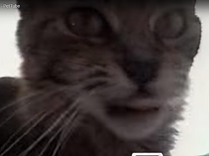 Katze kuschelt mit Kamera