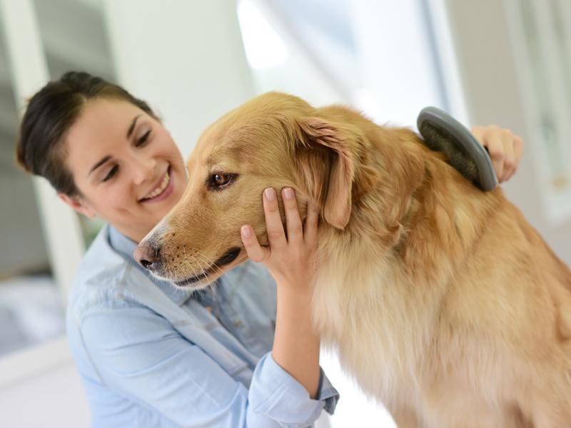 Tipps für schönes Hundefell Behandlung von Schuppen