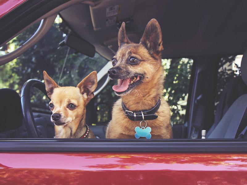 Hund Im Auto Darf Man Die Scheibe Einschlagen