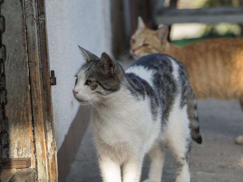 41+ Best Fotos Katze Im Haus Halten KatzenRoboter sind