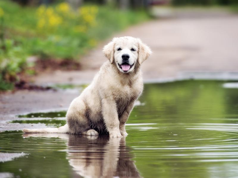 Leptospirose beim Hund Symptome, Ursachen &amp; Behandlung