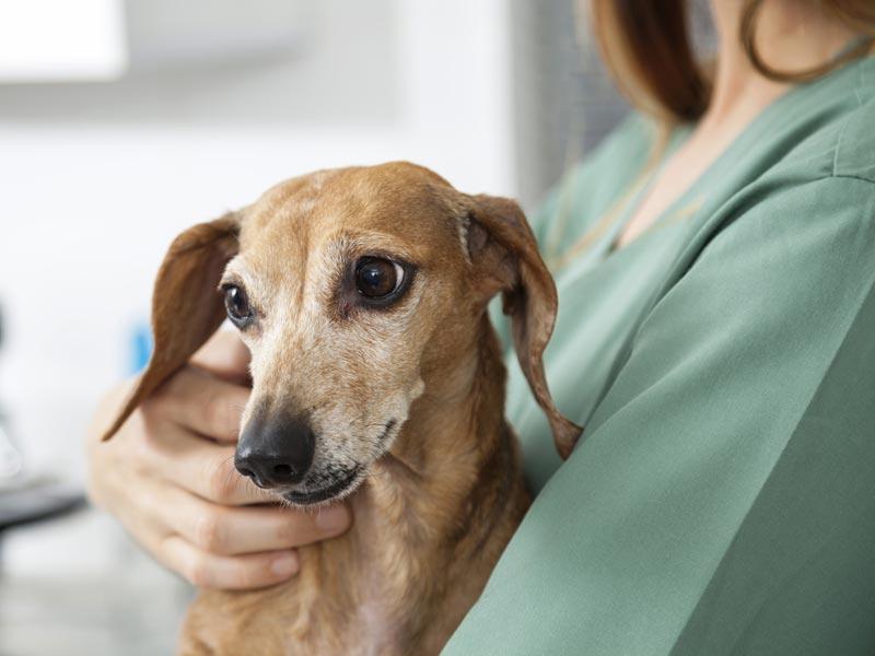FSME beim Hund Verlauf und Symptome der Infektion