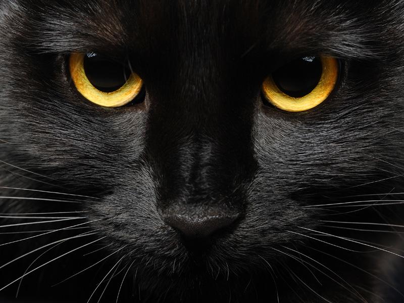 Freitag, der 13.: Warum bringen schwarze Katzen angeblich Unglück?