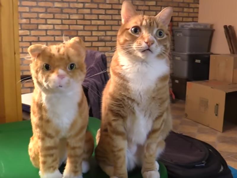 Marmelade Giftig Katzen