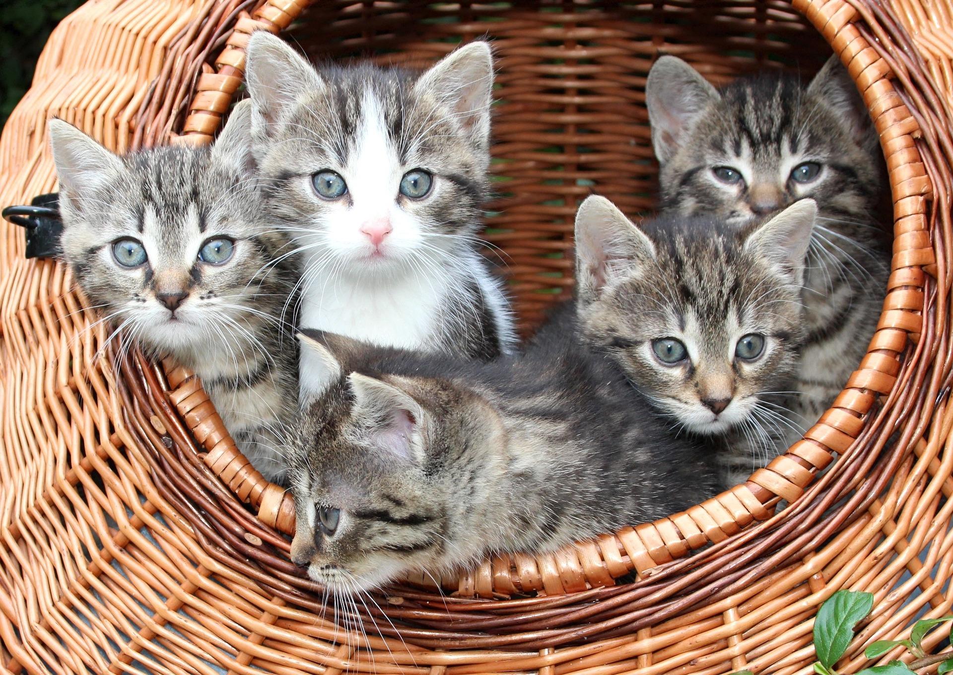Wie das Geschlecht von Katzen erkennen?
