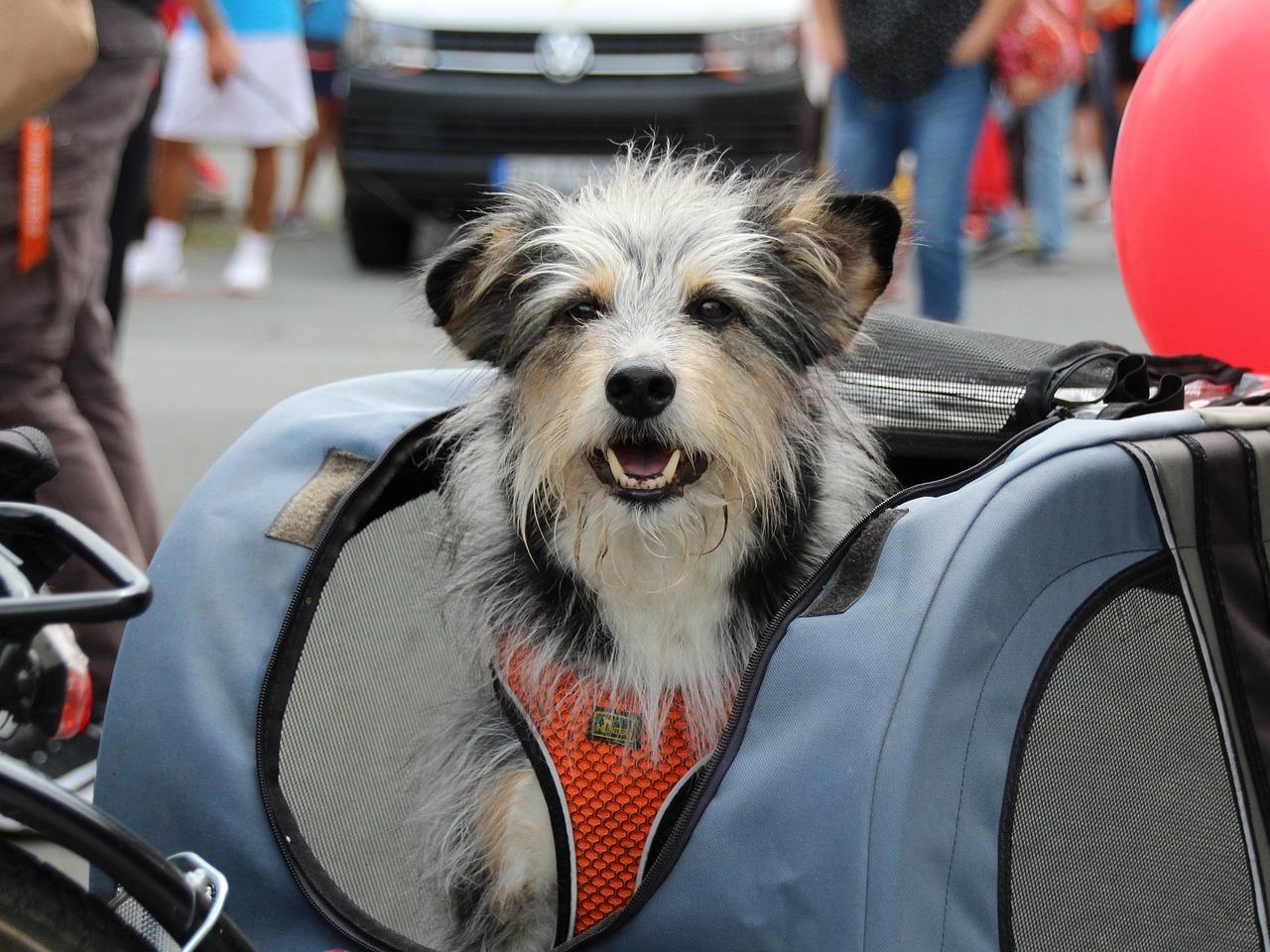 Beste Fahrradanhänger für Hunde: Auswahl und Kaufberatung