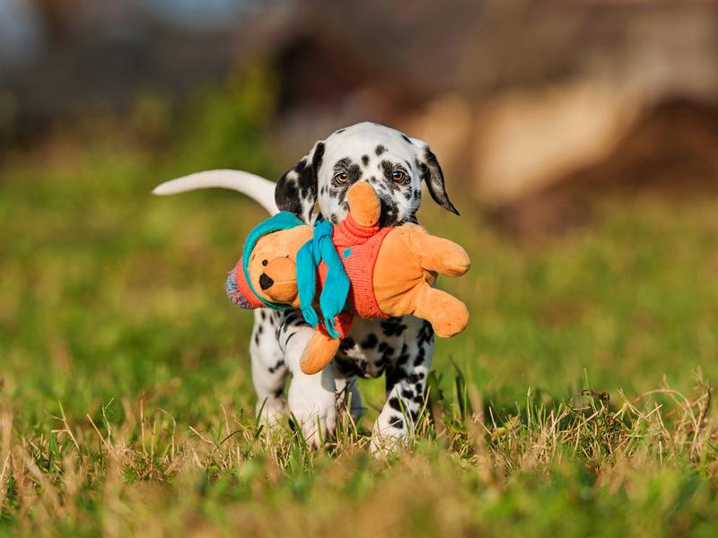 Dog day. Домашний пес. Puppy playtime 3 dogday. Мягкая игрушка дог. Игрушка дог дей.