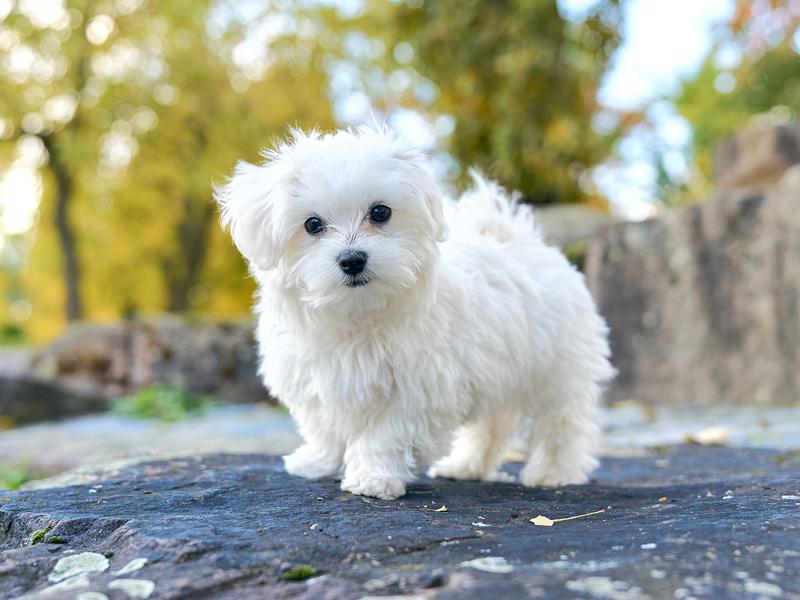 Malteser-Hunde: 6 Fakten über die kleine Hunderasse.