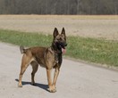 Belgischer Schäferhund