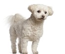 Bichon Frisé