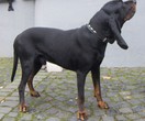 Black and Tan Coonhound