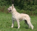 Bouvier des Ardennes