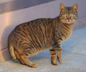 American Bobtail Shorthair