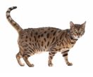 Bengal-Katze