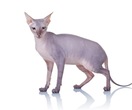 Don Sphynx