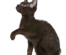 Havana-Katze