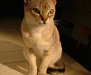 Singapura-Katze