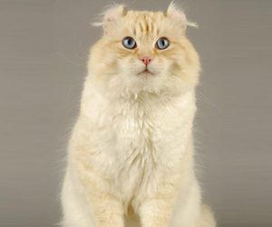 American Curl Longhair