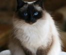 Birma-Katze