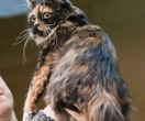 Cymric-Katze