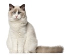 Ragdoll-Katze