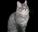 Ragamuffin