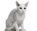 Foreign-White-Katze