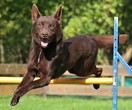 Australian Kelpie