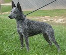 Australian Stumpy Tail Cattle Dog